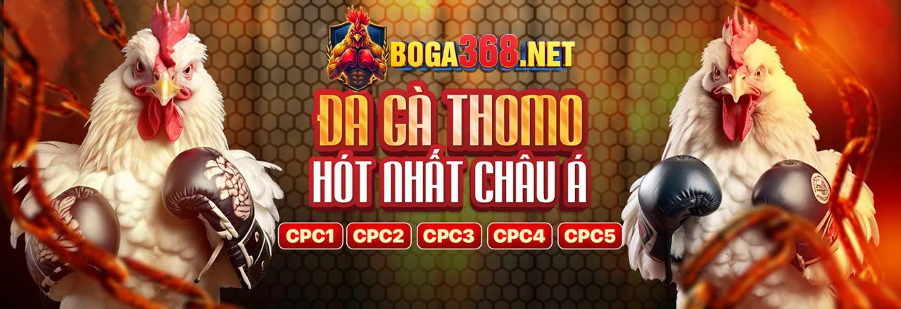 Đấu trường đá gà Thomo Campuchia trực tiếp
